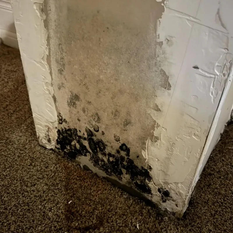 Professional Mold Removal in Lowville, NY